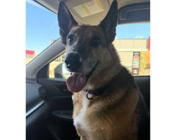 German shepherd mix dog for adoption