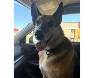german shepherd mix dog for adoption