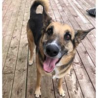Lovable German Shepherd Mix Dog For Adoption In Lacombe AB – Meet Piper