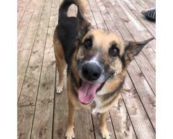 German shepherd mix dog for adoption