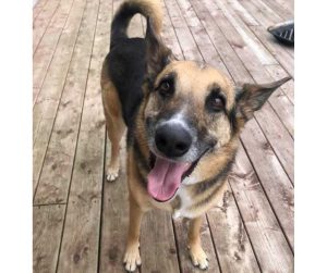 Lovable german shepherd mix dog for adoption in lacombe ab – meet piper
