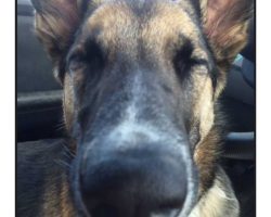 German shepherd mix dog for adoption