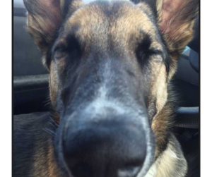german shepherd mix dog for adoption