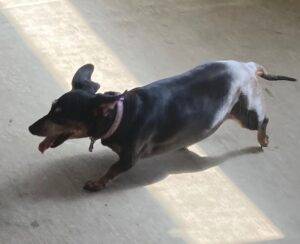 Pippa chiweenie dog adoption redlands ca