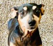 Pippa A Chiweenie For Adoption In Redlands CA