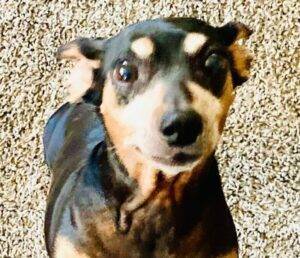 Adorable dachshund mix (chiweenie) dog for adoption in redlands california – supplies included – adoptpippa