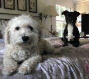 Pippa Maggie Chihuahua Maltipoo Dogs Adoption Los Angeles 3