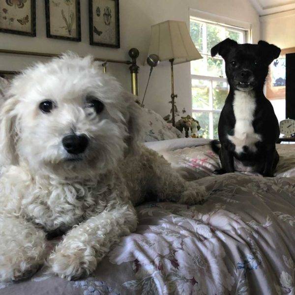 bonded pair dog adoption near me