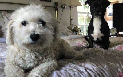 Maltipoo and chihuahua bonded pair for adoption in los angeles – meet maggie and pippa