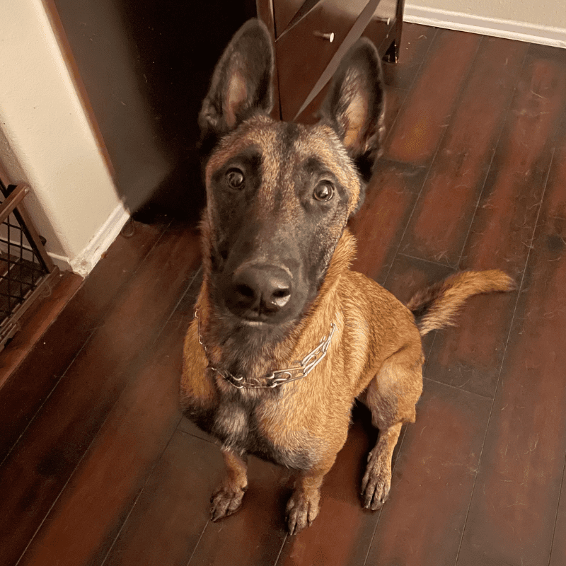 Stunning Belgian Malinois Dog For Adoption in Chula Vista CA - Supplies Included - Adopt Pirate
