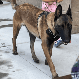 Stunning belgian malinois dog in chula vista ca - supplies included - adopt pirate