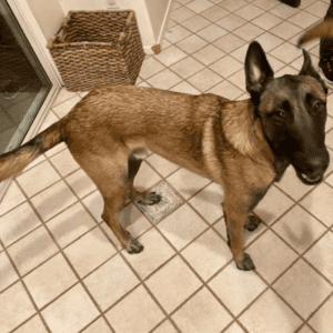 Stunning belgian malinois dog in chula vista ca - supplies included - adopt pirate