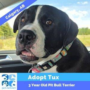 Handsome pit bull terrier for adoption in calgary ab – adopt tux