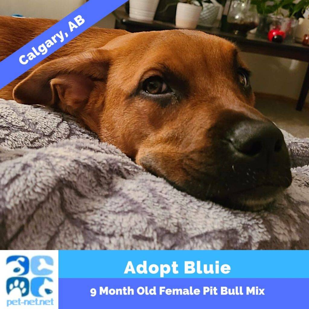 Pit bull mix adoption calgary ab bluie 1