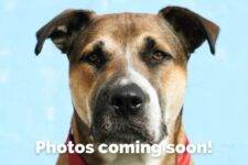 Pitbull Mix Dog Stock Photo