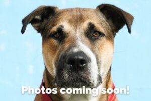American pit bull terrier mix dog for adoption in tulsa (eufaula) ok – adopt hank