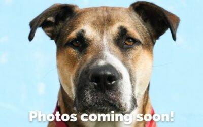 American Pit Bull Terrier Mix Dog For Adoption in Tulsa (Eufaula) OK – Adopt Hank