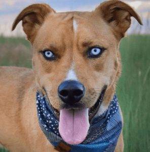A roan and white Pitsky (Siberian Husky x American Pit Bull Terrier Pitbull mix dog with blue eyes