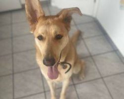 Pk is a handsome siberian husky german shepherd mix dog for adoption in edmonton ab