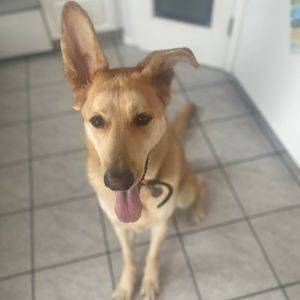 Pk is a handsome siberian husky german shepherd mix dog for adoption in edmonton ab