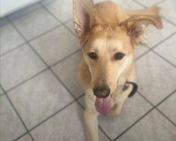 Pk is a handsome siberian husky german shepherd mix dog for adoption in edmonton ab