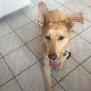 Yellow labrador retriever german shepherd mix dog for adoption in edmonton alberta – supplies included – adopt pk