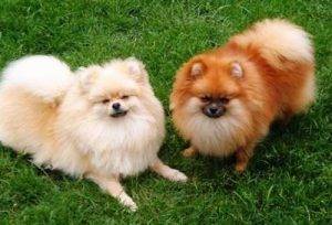 To demonstrate pomeranians for adoption near you, we show a cute cream and red pomeranian dog playing together.