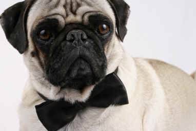 Handsome pug dog wearing bowtie