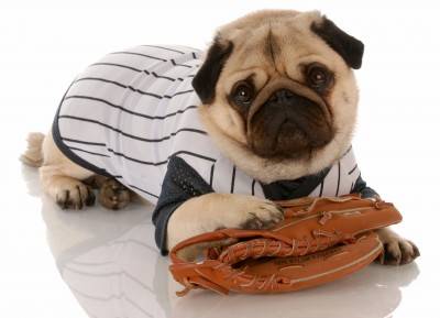Cute pug wearing clothes