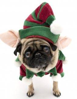 Cute pug in elf costume