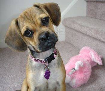 Adopt a puggle