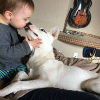 Puppy White German Shepherd Mix Dog For Adoption Albuquerque New Mexico 1