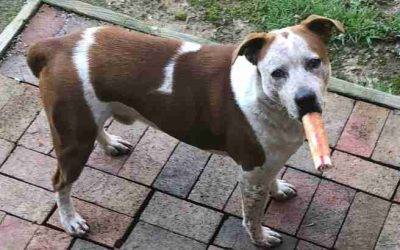 Australian Cattle Dog Mix For Adoption in Greensboro (Southmont) NC – Supplies Included – Adopt Treasure