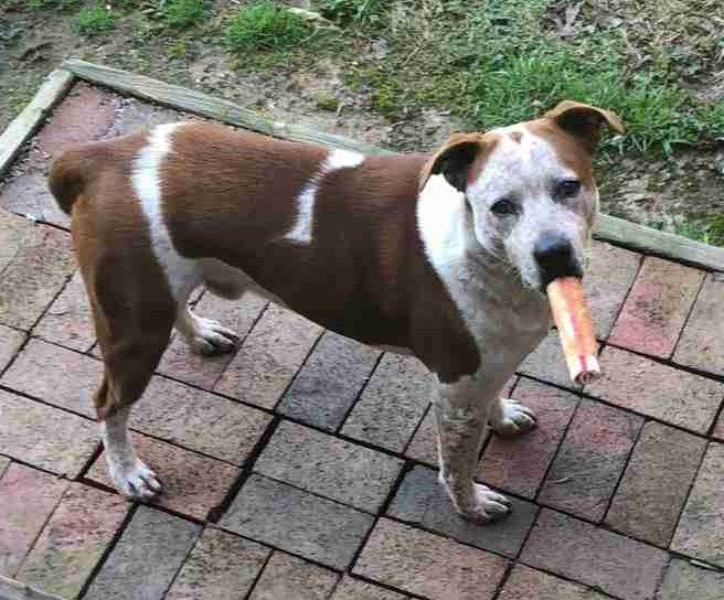 Brittany Spaniel Pitbull Mix Dog for Adoption in Southmont, NC Adopt Treasure