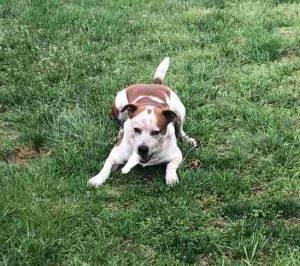 Brittany spaniel pitbull mix dog for adoption in southmont, nc adopt treasure