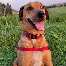 Labrador Retriever Coonhound Mix Dog For Adoption In Tulsa OK – Supplies Included – Adopt Radar