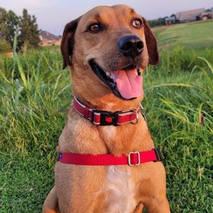 Labrador retriever coonhound mix dog adoption tulsa oklahoma