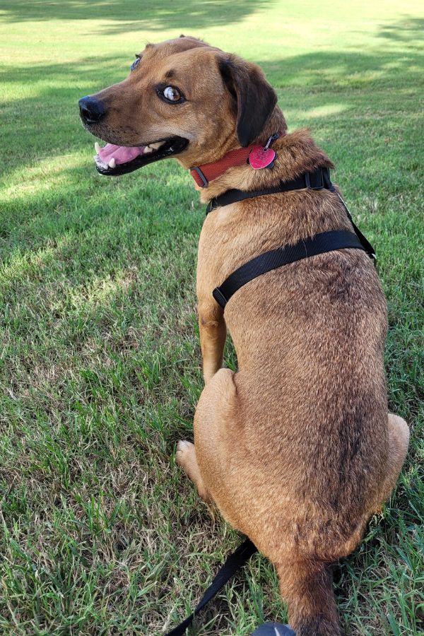 Photo of radar, a redbone coonhound labrador retriever mix dog for adoption in tulsa oklahoma