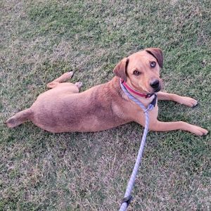 Labrador retriever coonhound mix dog adoption tulsa oklahoma