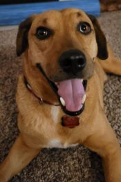 Redbone Coonhound Labrador Retriever Mix Adoption Tulsa Oklahoma