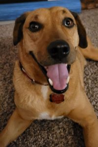 Redbone coonhound labrador retriever mix adoption tulsa oklahoma