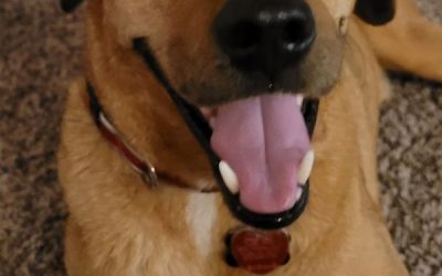 Labrador Retriever Coonhound Mix Dog for Adoption in Tulsa OK – Supplies Included – Adopt Radar