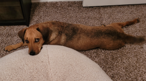 Radar the coonhound lab mix showing off his flexibility