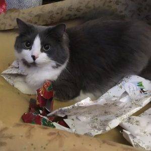 Handsome ragdoll mix cat for adoption in st. Albert, alberta – adopt ace