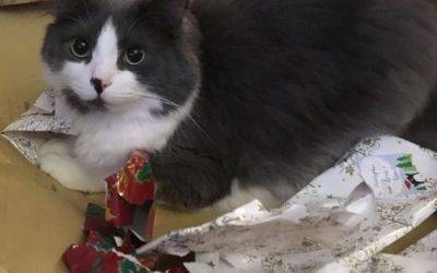 Handsome Ragdoll Mix Cat for Adoption in St. Albert, Alberta – Adopt Ace