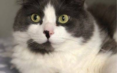 Handsome Ragdoll Mix Cat for Adoption in St. Albert, Alberta – Adopt Ace