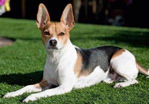 Photo of a rat terrier dog sitting on the grass