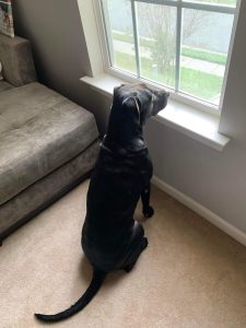dog for adoption in charlotte