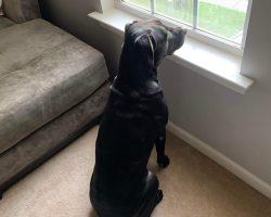 dog for adoption in charlotte Photo dog for adoption in charlotte