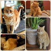 REHOMED – HONEY – ORANGE TABBY MAINE COON MIX CALIFORNIA